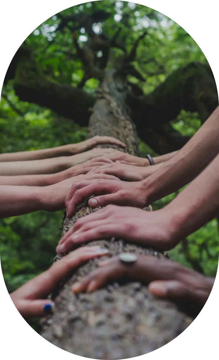 Hands holding a tree